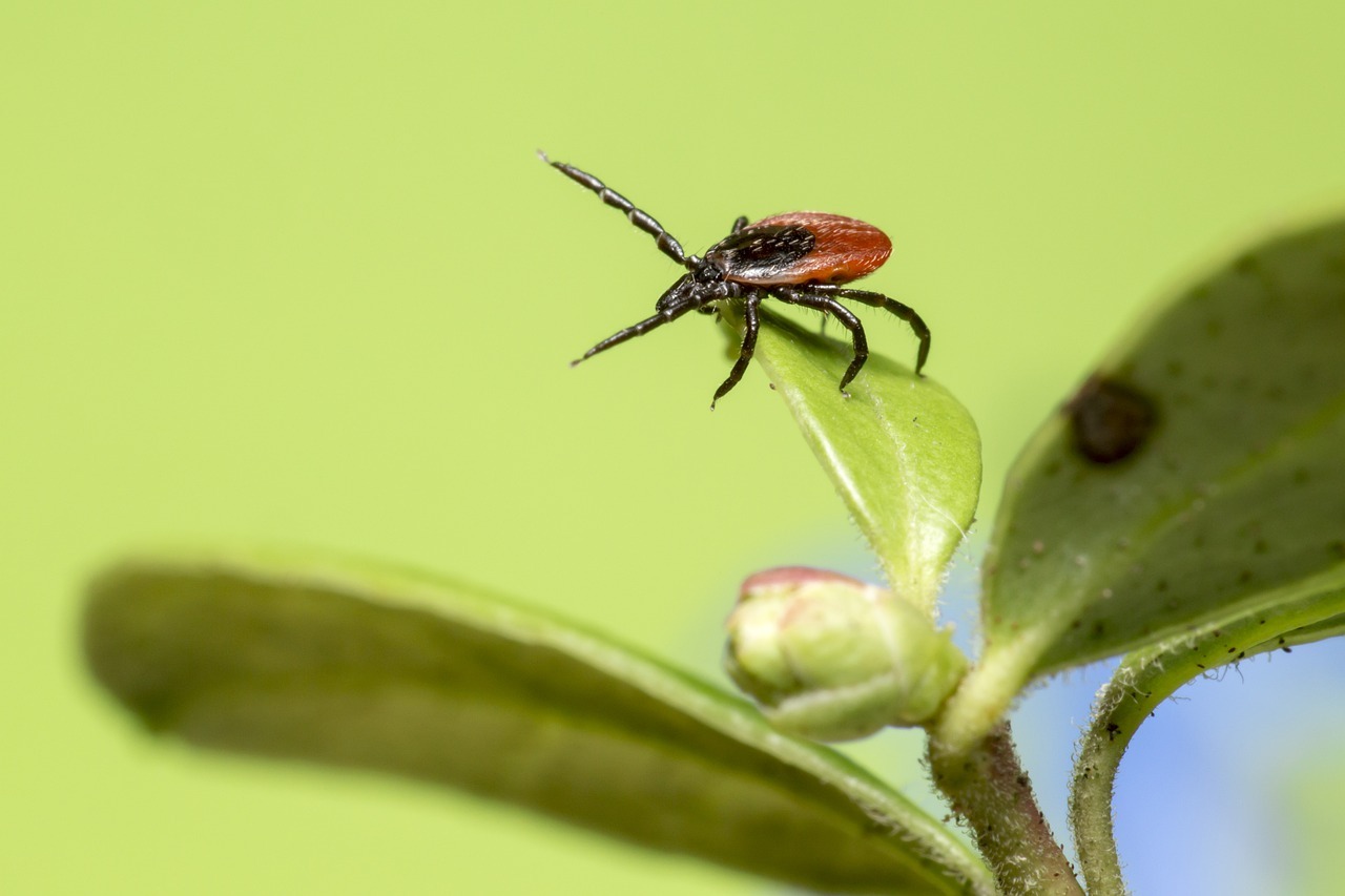 How to Prevent Tick Bites in the Summer